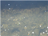 Spring Fish Migration Winnipesaukee River