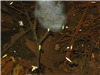 Vernal pool egg mass