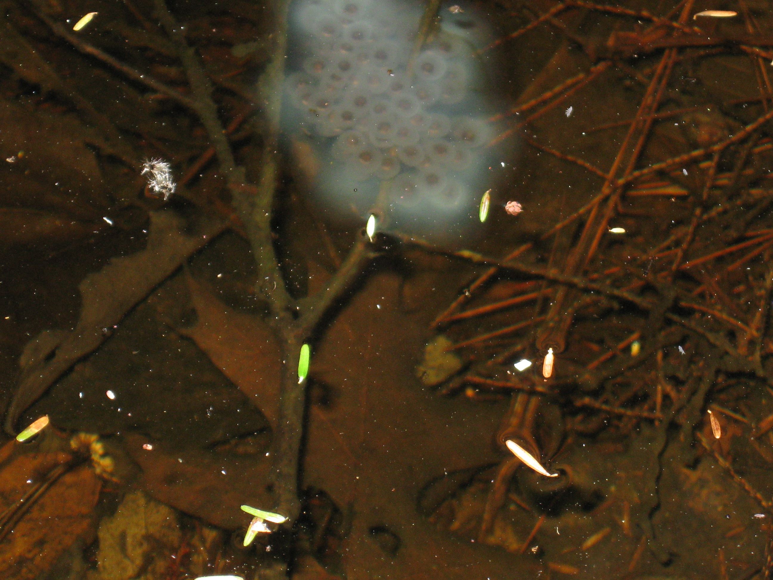 Vernal pool egg mass